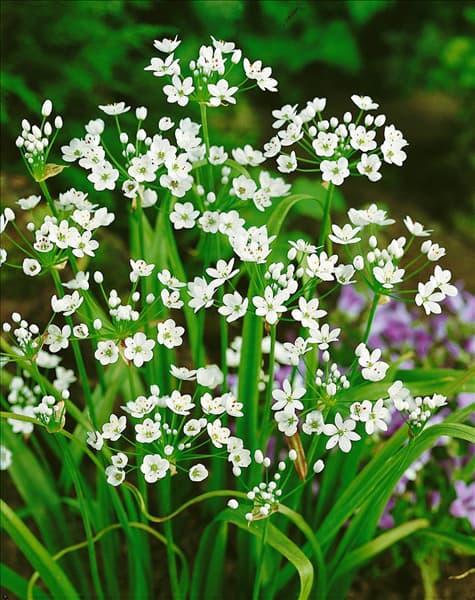 ALLIUM NEAPOLITANUM