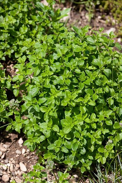 Calamintha nepeta Triumphator