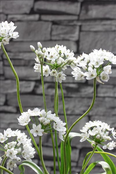 Allium neapolitanum