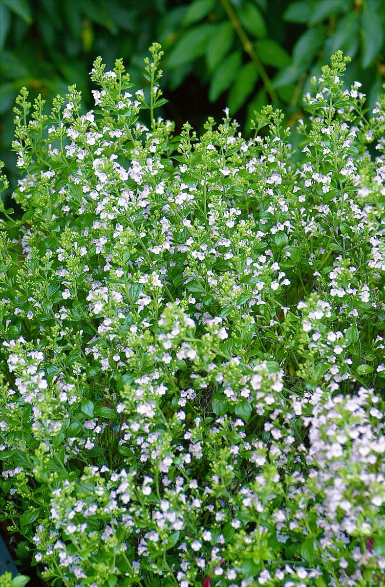 Calamintha nepeta ssp. glandulosa