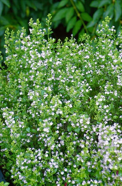 Calamintha nepeta 'Alba'