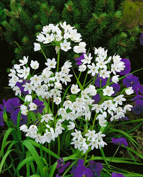 ALLIUM NEAPOLITANUM "LOWANII"
