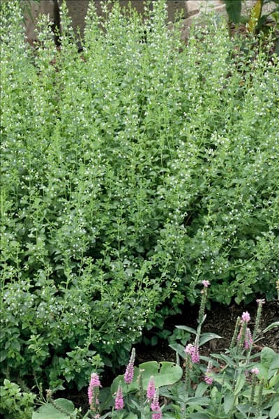 Calamintha nepeta White Cloud