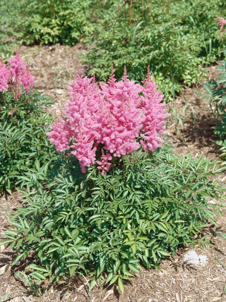 Astilbe x arendsii Gloria