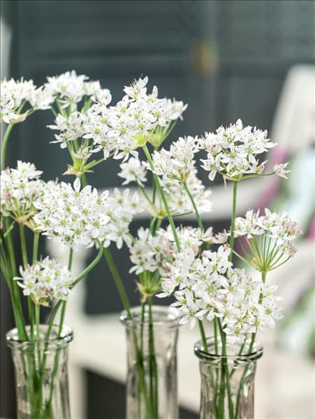 Allium neapolitanum