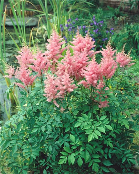 Astilbe x arendsii Gloria