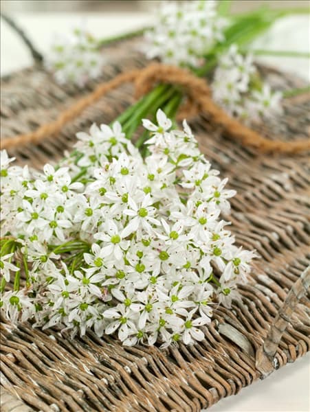 Allium neapolitanum
