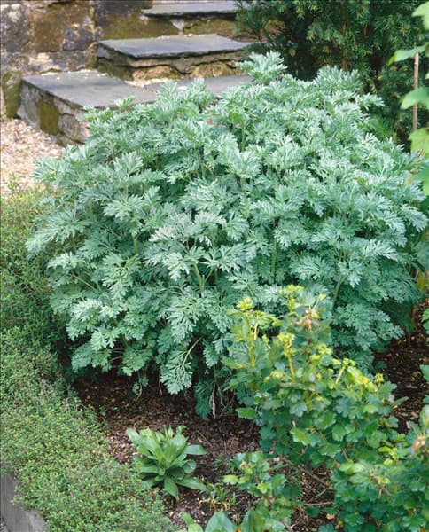 Artemisia absinthium