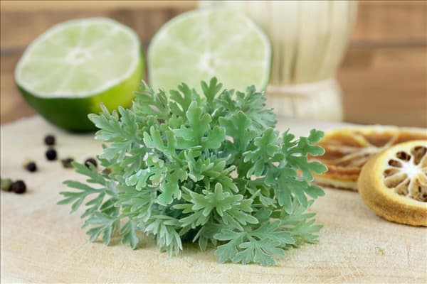 Artemisia absinthium
