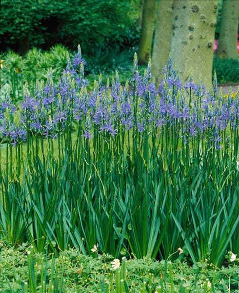 Camassia leichtlinii Caerulea