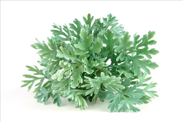 Artemisia absinthium