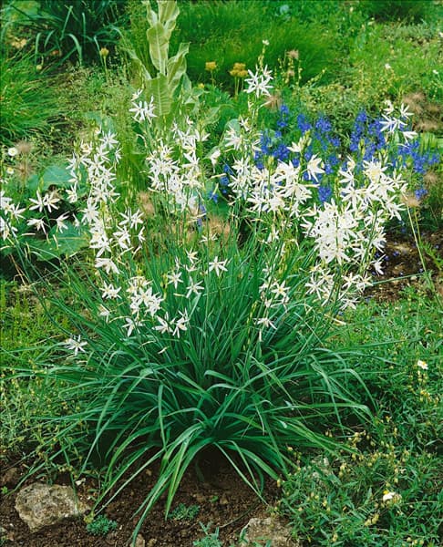 Camassia leichtlinii Alba