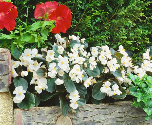 BEGONIA SEMPERFLORENS / WHITE