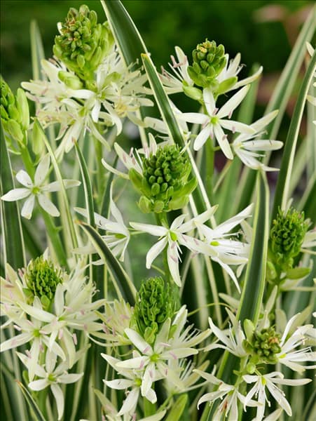 Camassia leichtlinii Sacajawea