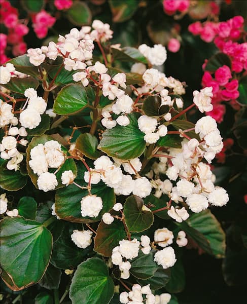 BEGONIA semperflorens Doublet White