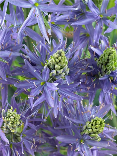 Camassia leichtlinii Blue Danube