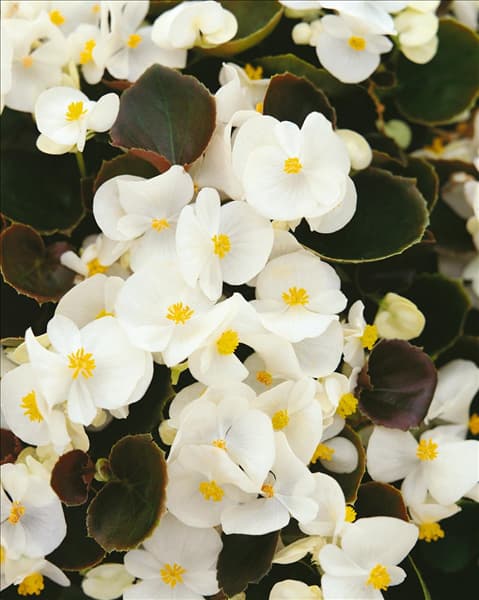 Begonia x semperflorens white