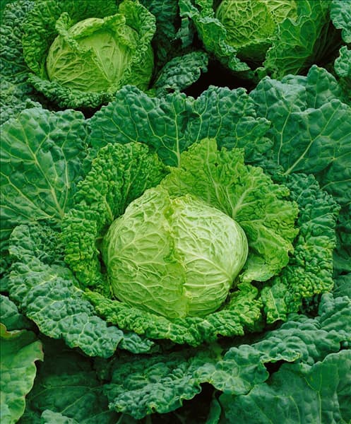 Wirsingkohl / Brassica oleracea var. sabauda  Aubervil