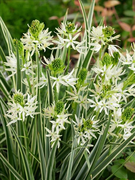 Camassia leichtlinii Sacajawea
