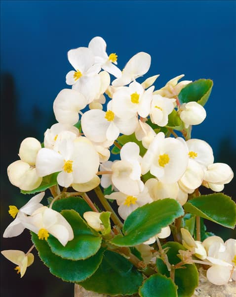 Begonia semperflorens My Fair Lady white