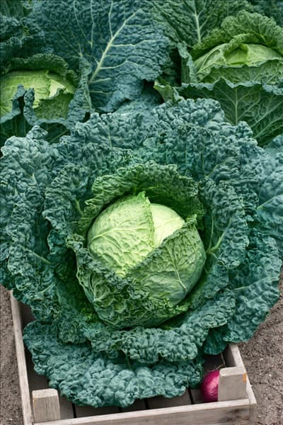 Brassica oleracea var. sabauda Vertus 2