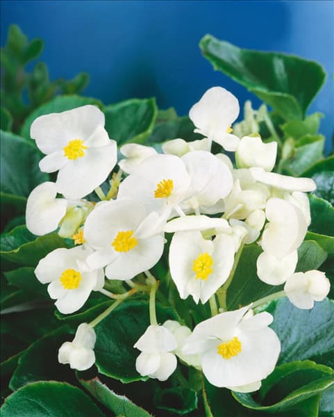 BEGONIA SEMPERFLORENS THOUSAND WONDERS