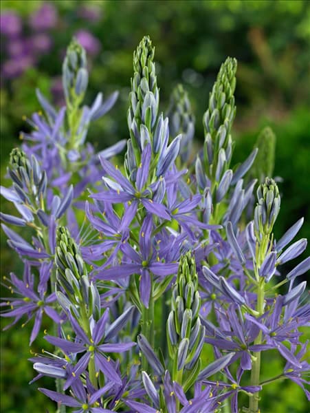 Camassia leichtlinii Blue Danube