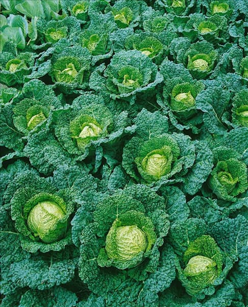 Wirsingkohl / Brassica oleracea var. sabauda Atlanta