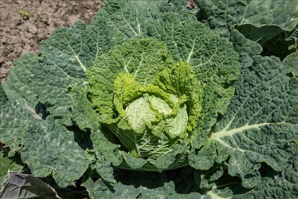 Brassica oleracea var. sabauda Manon