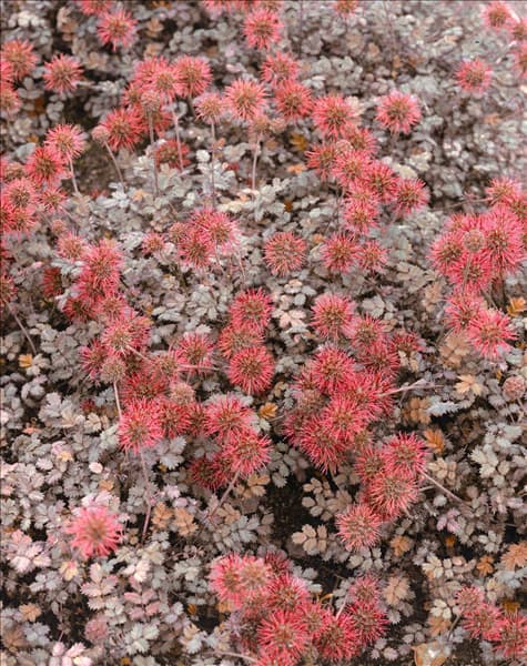 Acaena microphylla Kupferteppich