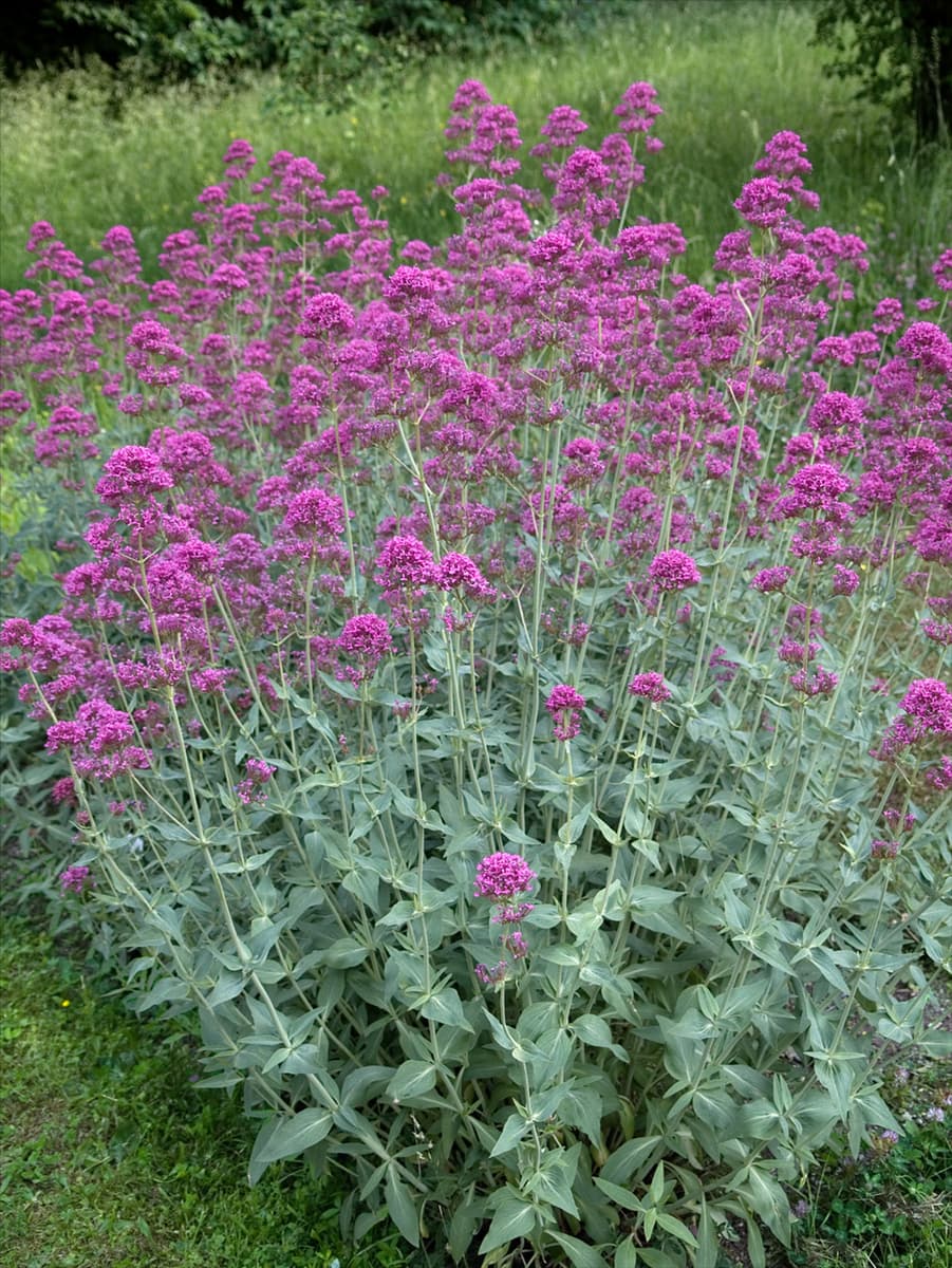 Centranthus ruber