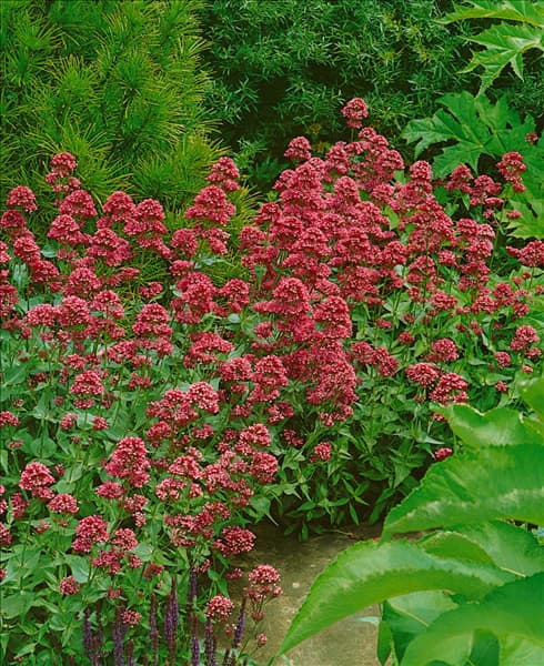 Centranthus ruber Coccineus