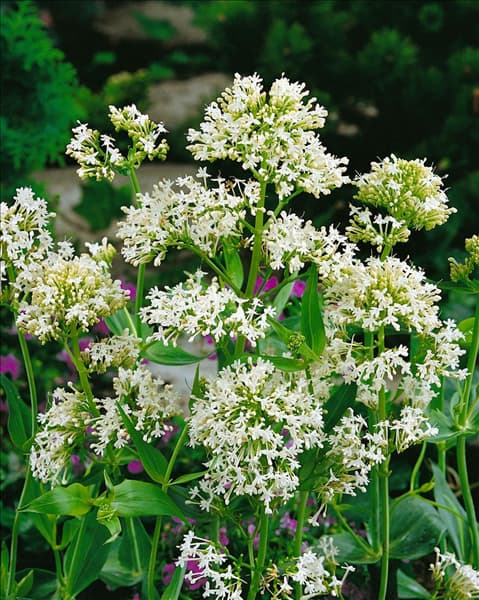 Centranthus ruber Snow Cloud