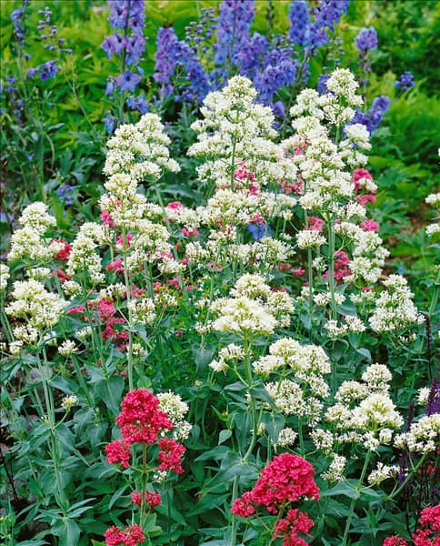 Centranthus ruber Albus