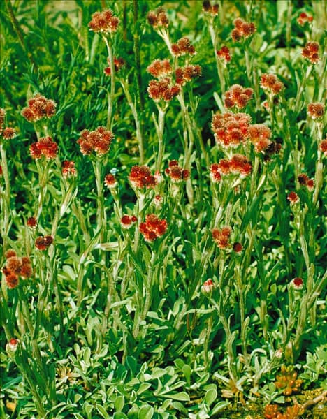 Antennaria dioica Rubra