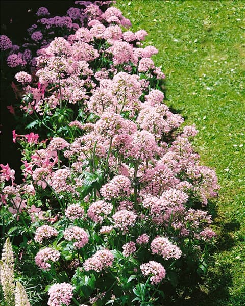 Centranthus ruber rose