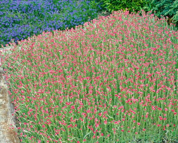 Antennaria dioica Rubra
