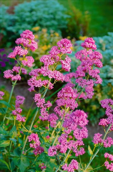 Centranthus ruber rose