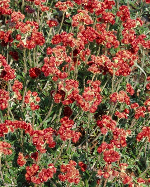 Antennaria dioica Rubra