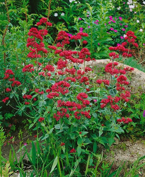 Centranthus ruber Coccineus