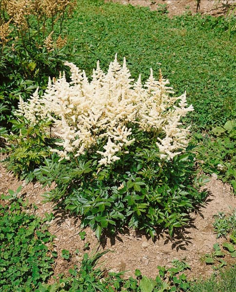 Astilbe x arendsii Irrlicht