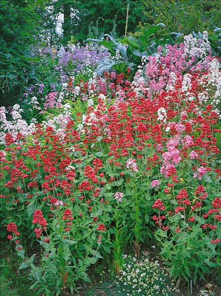 Centranthus ruber