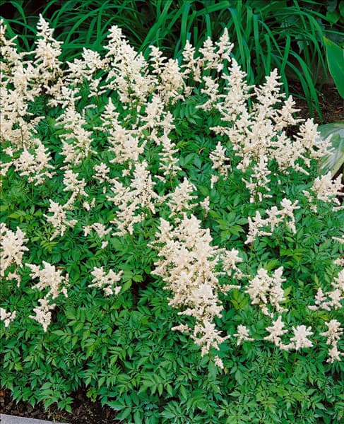 Astilbe x arendsii Irrlicht