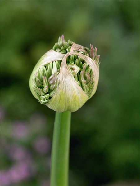 Allium Pinball Wizard