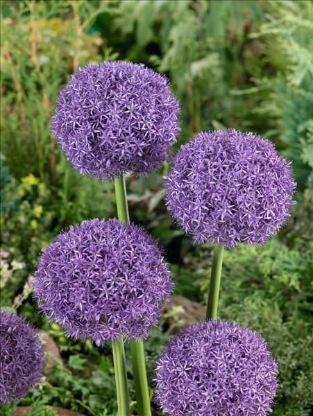 Allium Pinball Wizard