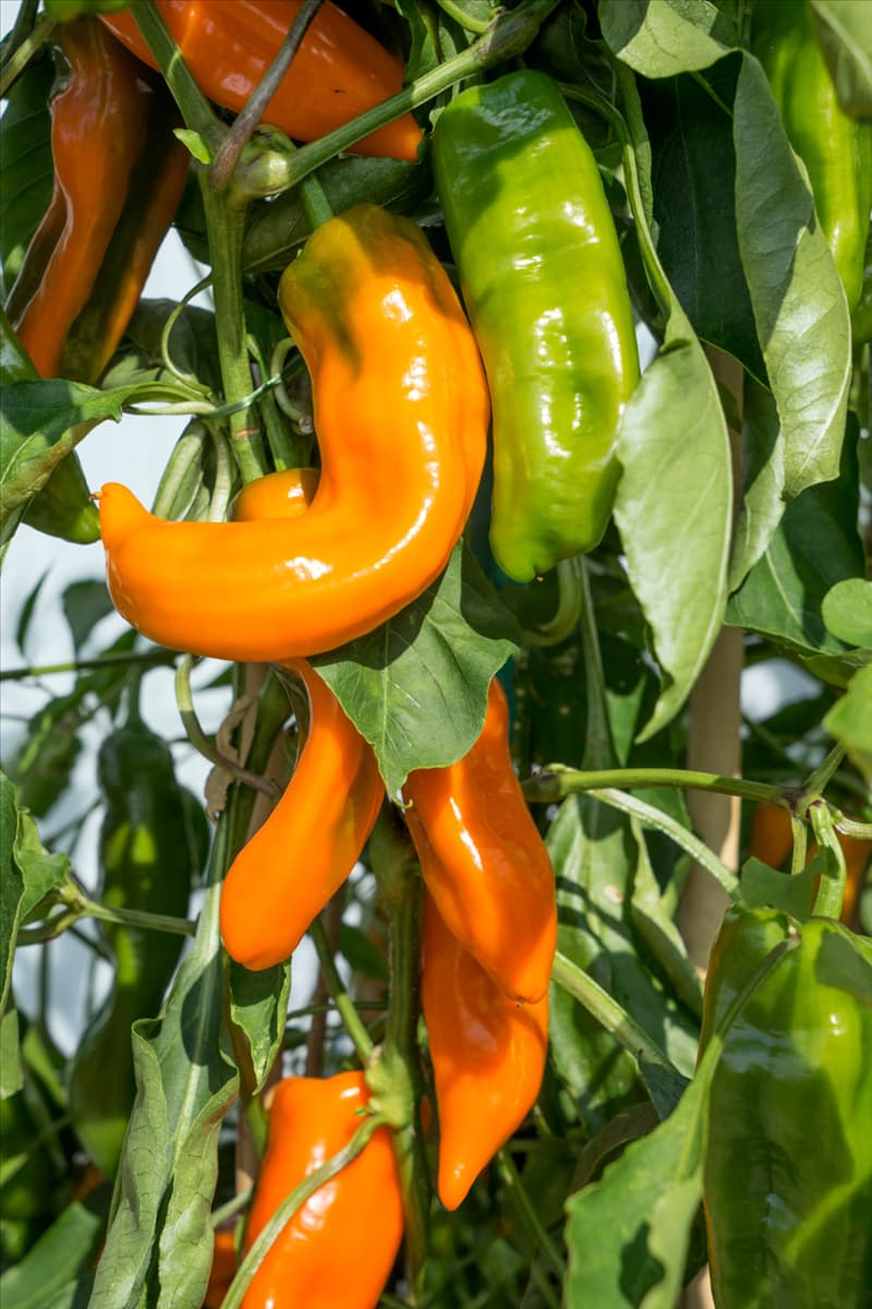 Capsicum annuum Coronor