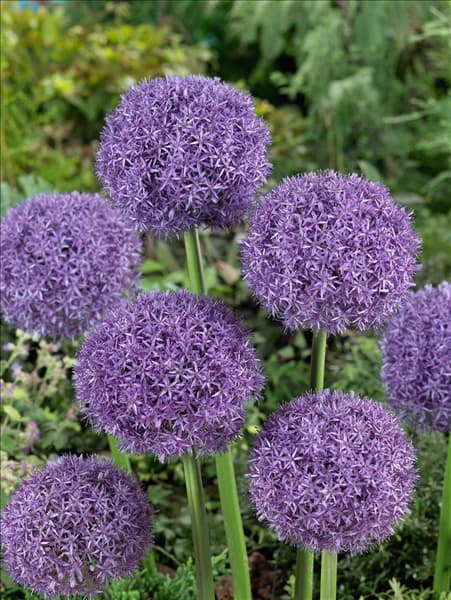 Allium Pinball Wizard
