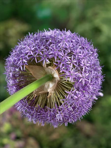Allium Pinball Wizard