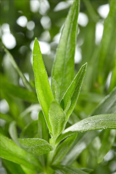 Artemisia dracunculus