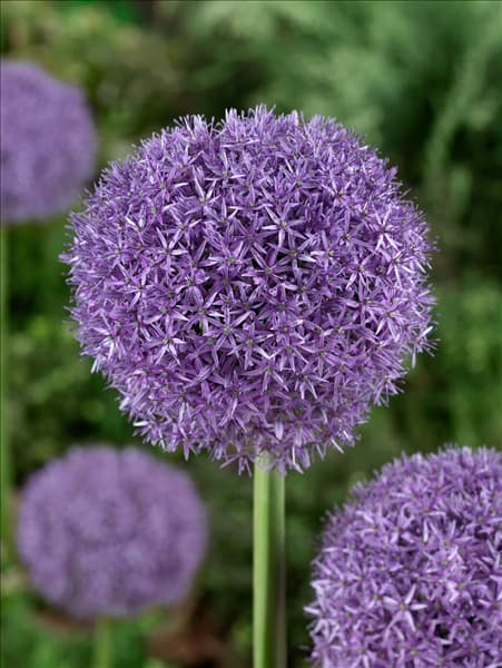 Allium Pinball Wizard
